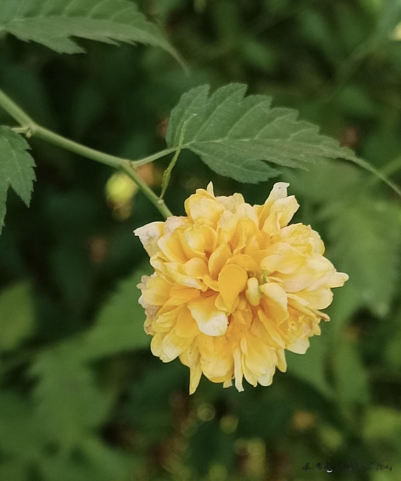 走过秋天已近一个月，仍随处可见金黄灿烂的棣棠花
——花瓣层层叠叠（重瓣），花型饱