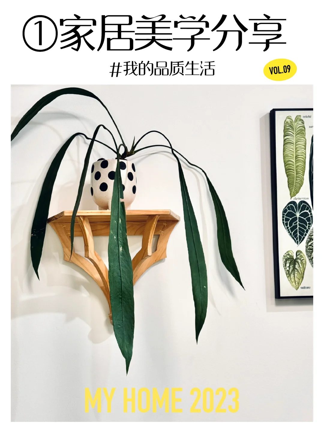 新架子和领带花烛还挺搭