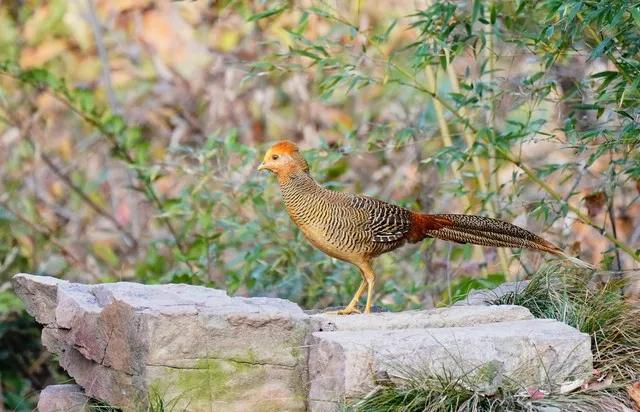<苏幕遮·雉影闲姿>
 
颈盈霜，翎染绣。
矫立横枝，彩羽霞披就。
野趣闲情添雅