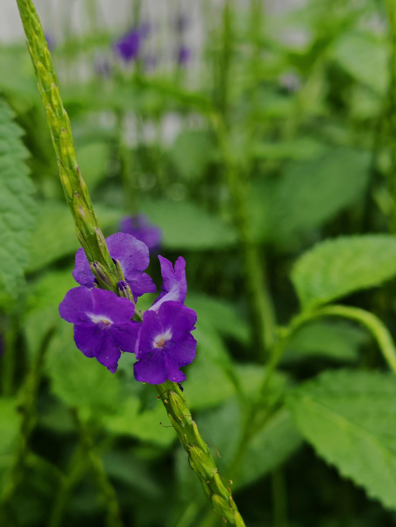 今日份美好，遇见花开。