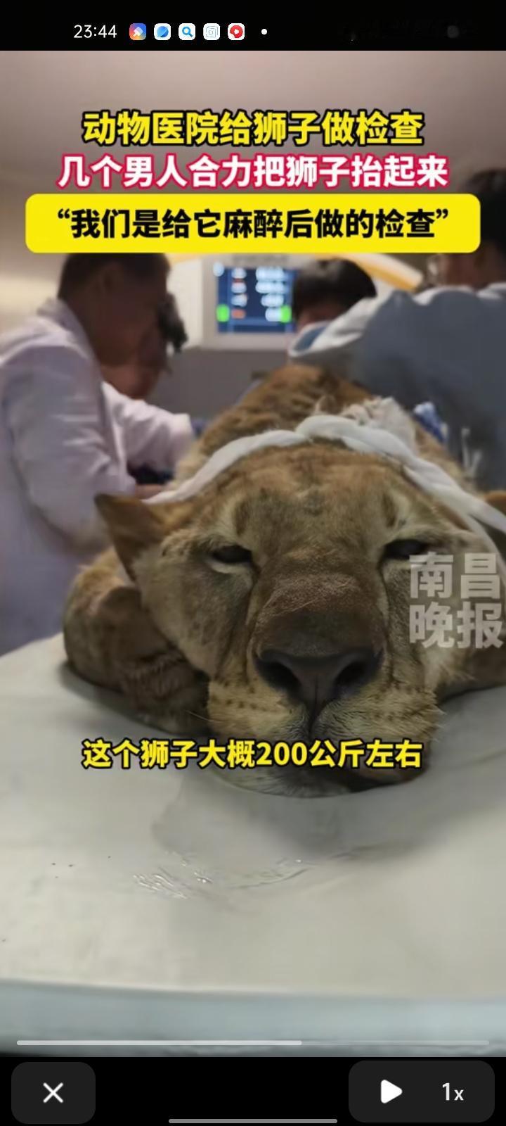 10月19日，河北石家庄。网友发视频称，动物医院给狮子做检查，狮子有200斤左右