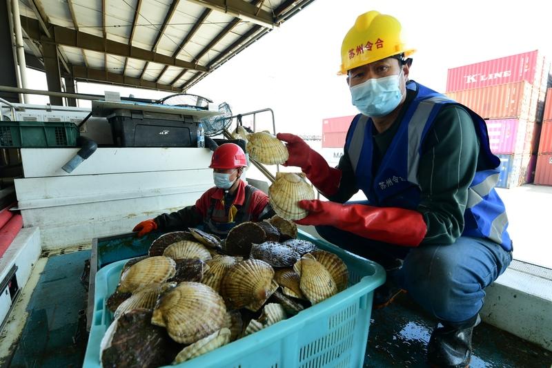 日本扇贝出口到中国这事儿挺让人纠结。虽说外交部说了会严格监管日本水产品输华，保障