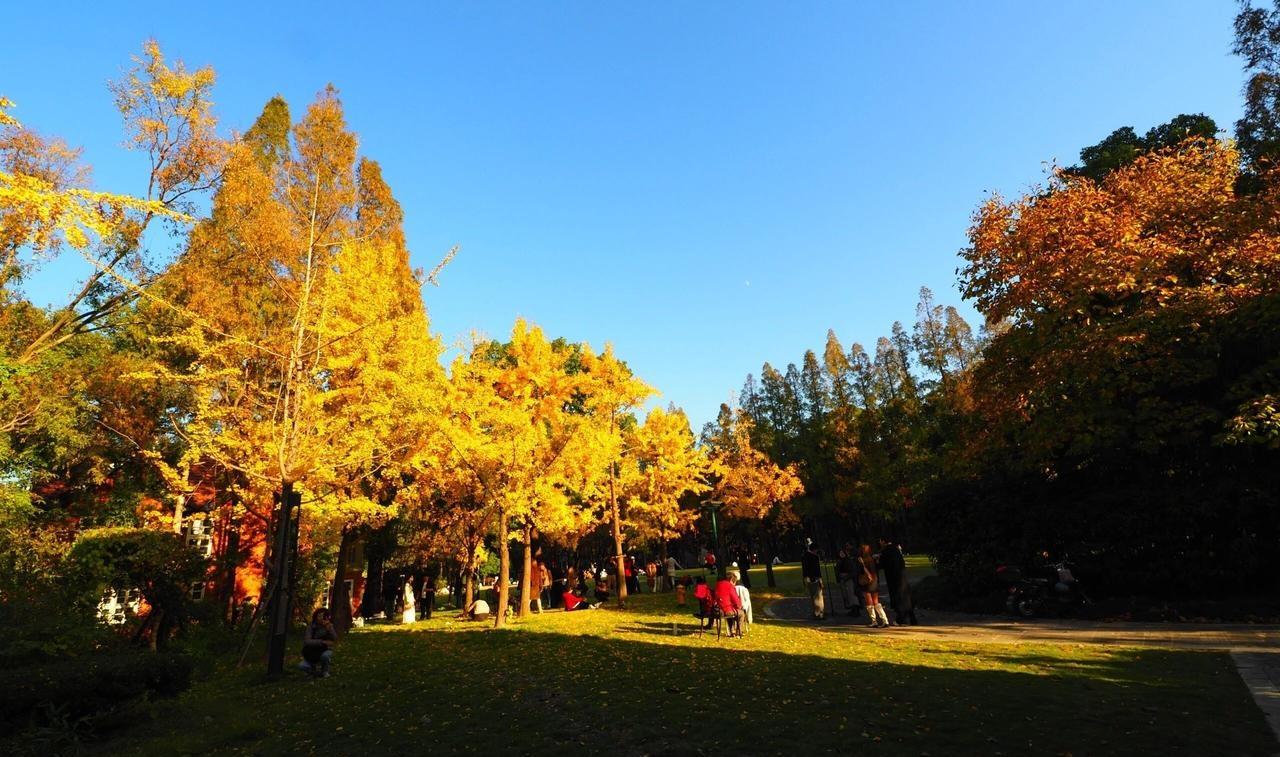 上海理工大学的银杏树美景[微笑]