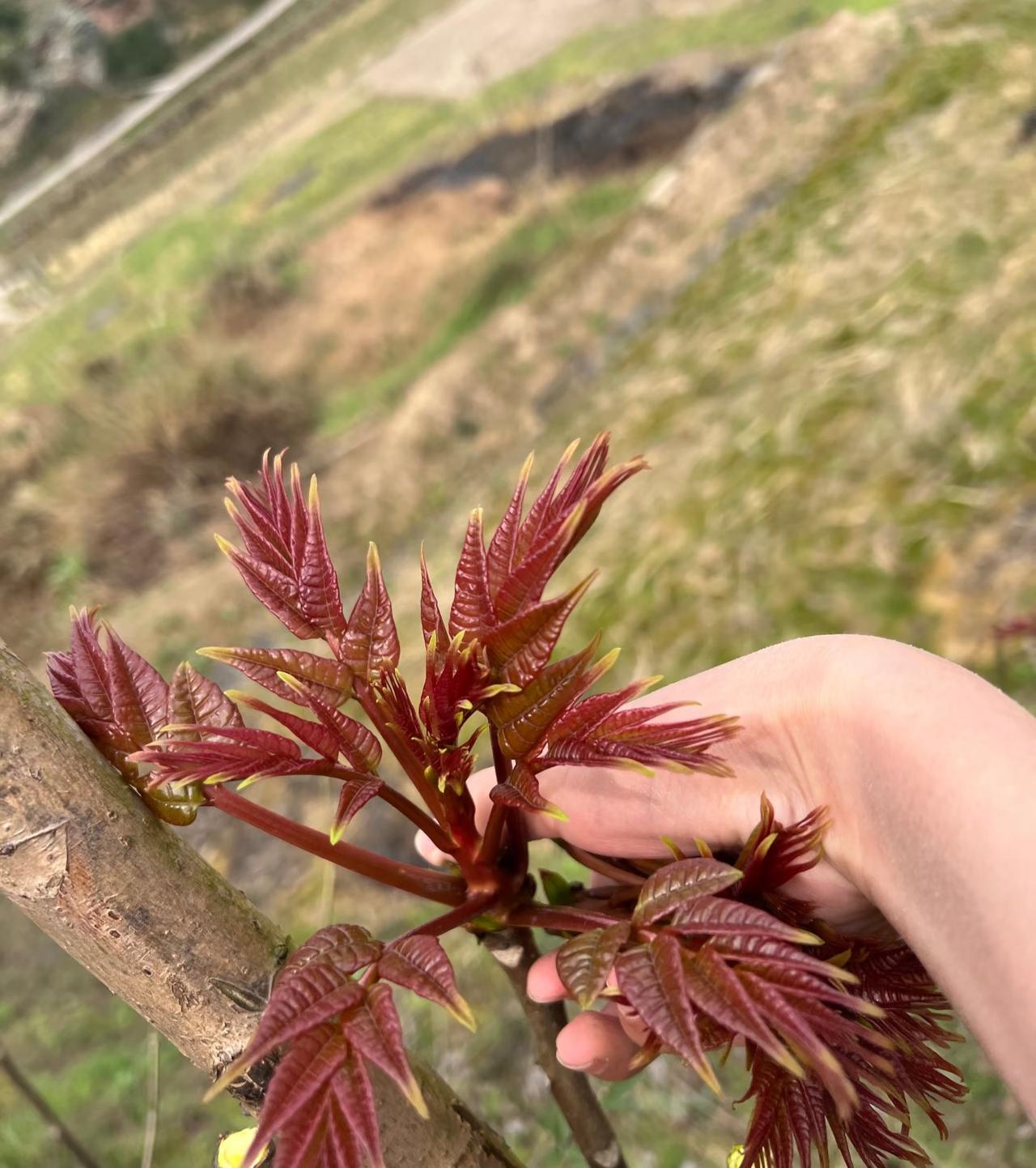 又回老家摘香椿了
今年气温比往年要高很多
才刚过完年香椿就长的这么大了
这不起一