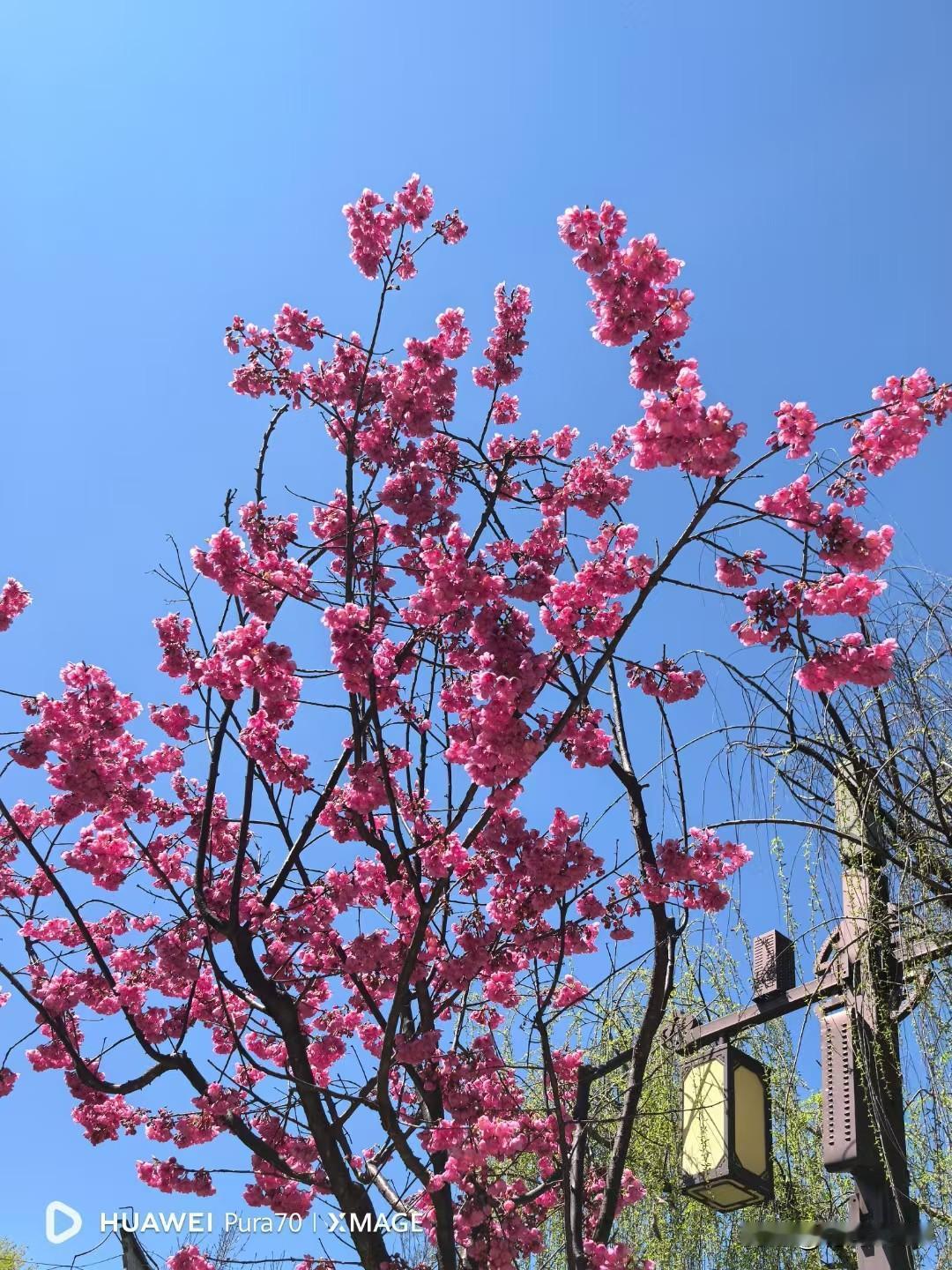 《早春》
如果
我忘了春天
百花将失去色彩

如果
我忘了你的笑颜
这世界就没有