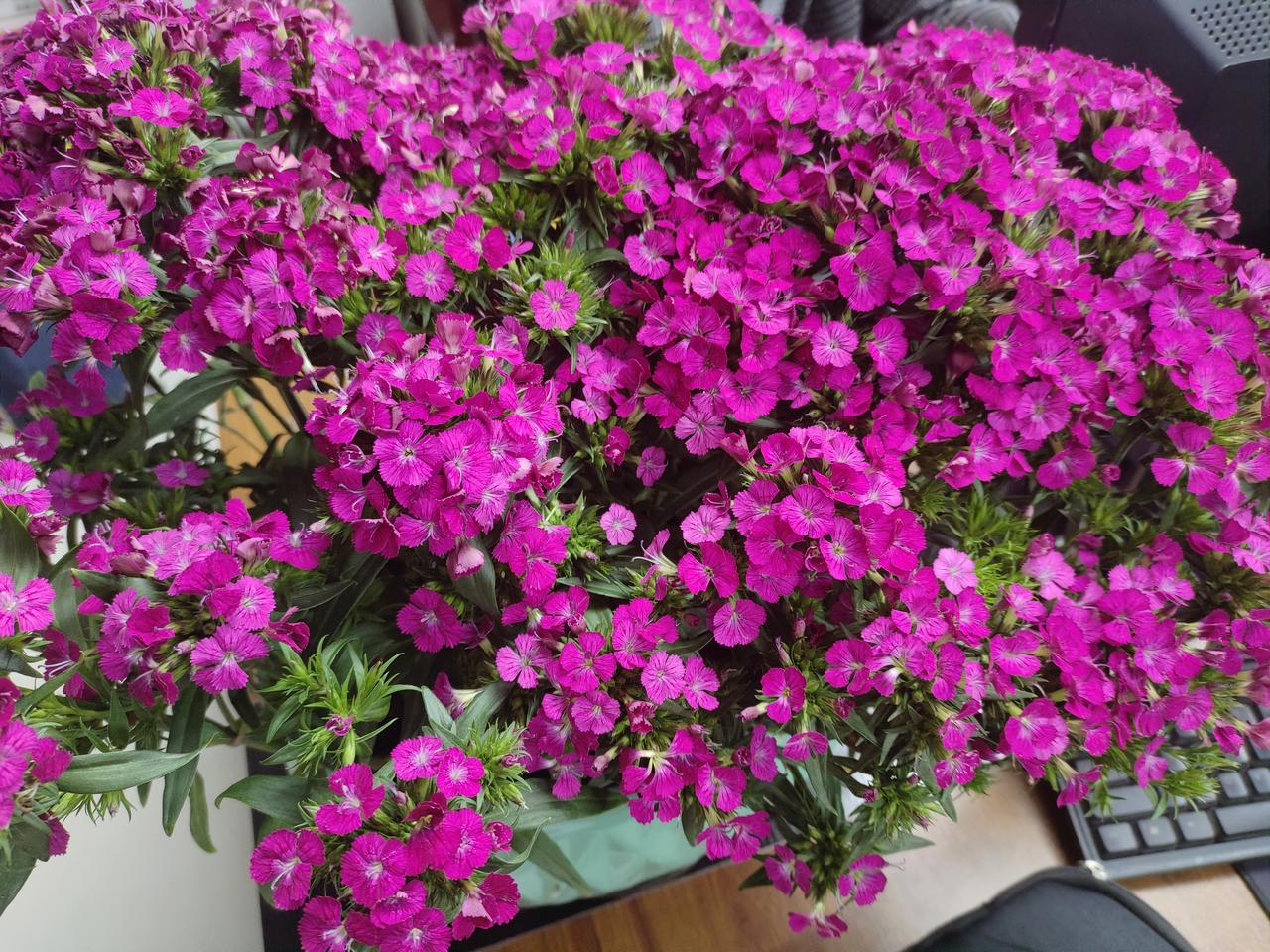 这是什么花？有认识的吗？