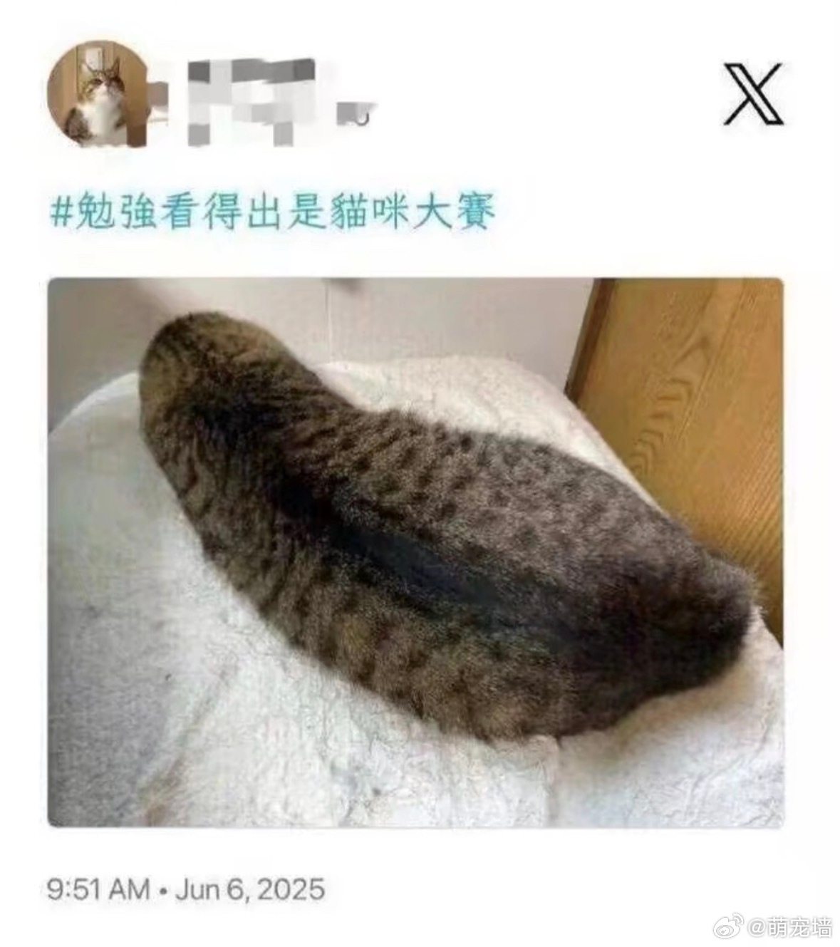 决战丑猫之巅 