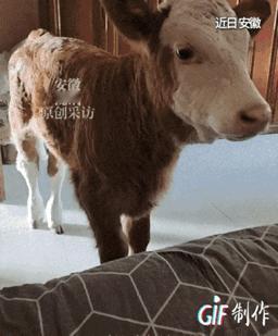 感动了！安徽一卖馒头的大姐，路过一家屠宰场时，撞见一头新生小牛被取出后丢弃在了路
