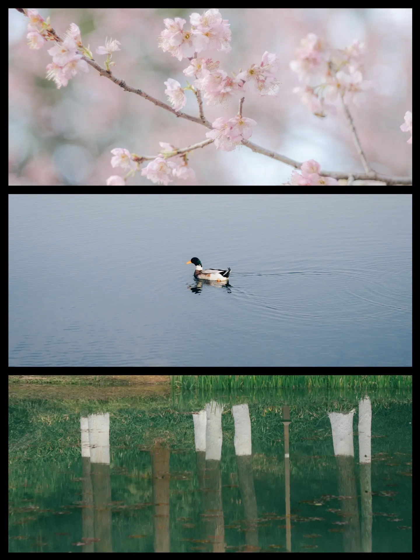 在春天里遛遛自己吧。