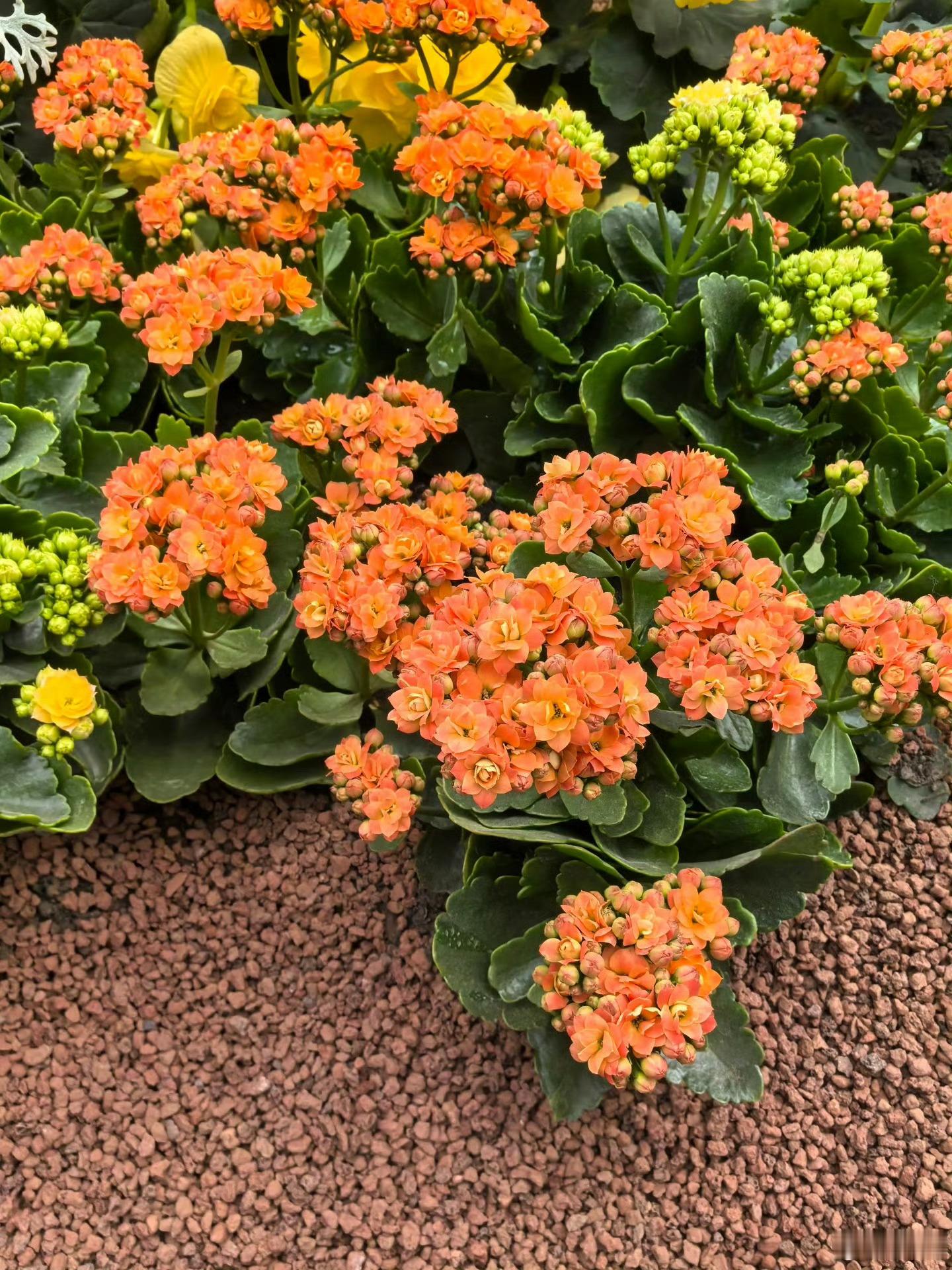 花展最全打卡指南来了北京花境一步一景太美了北京春日花境上线，繁花簇拥，步步是景?
