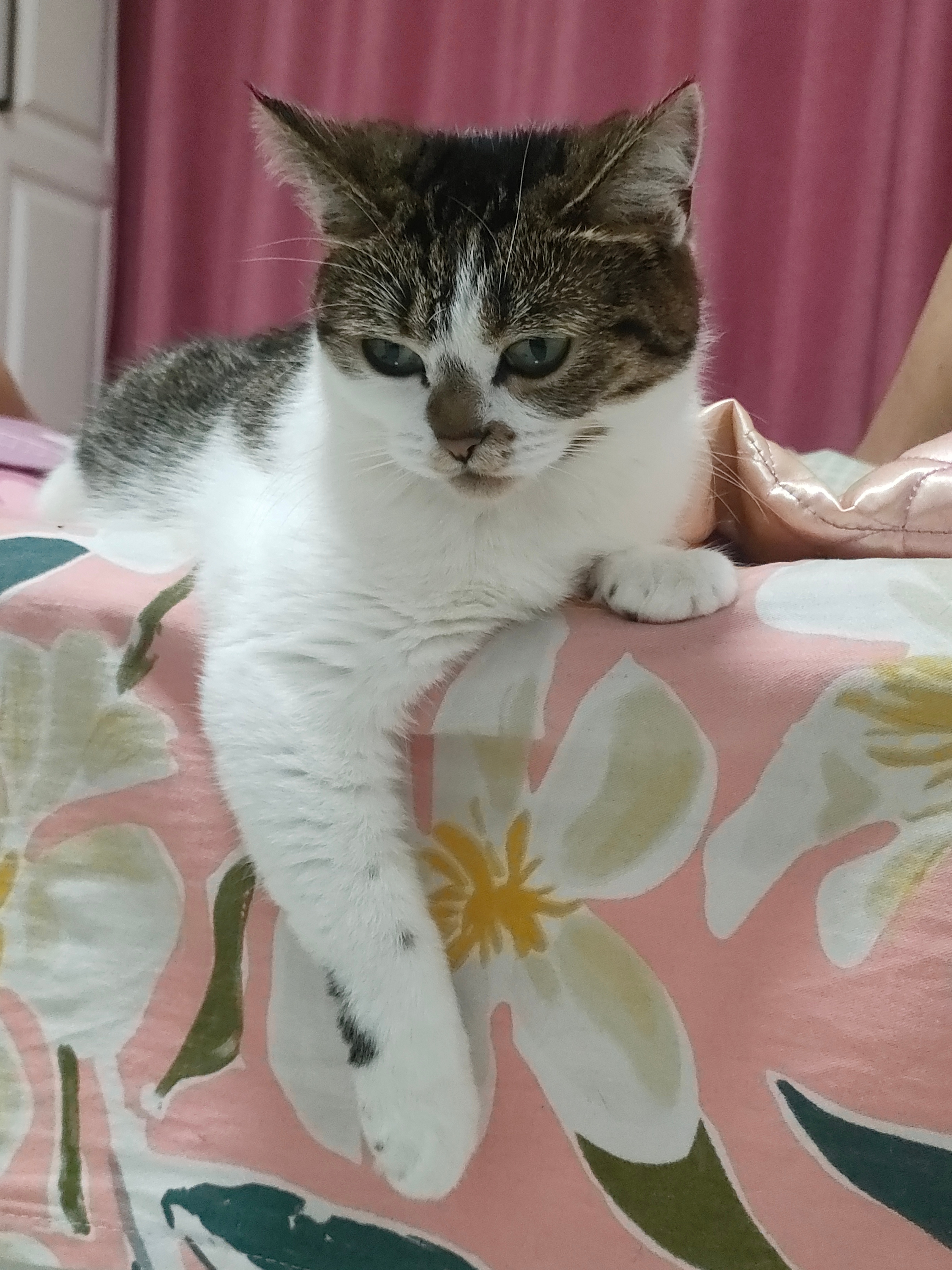 一只猫有了人的样子