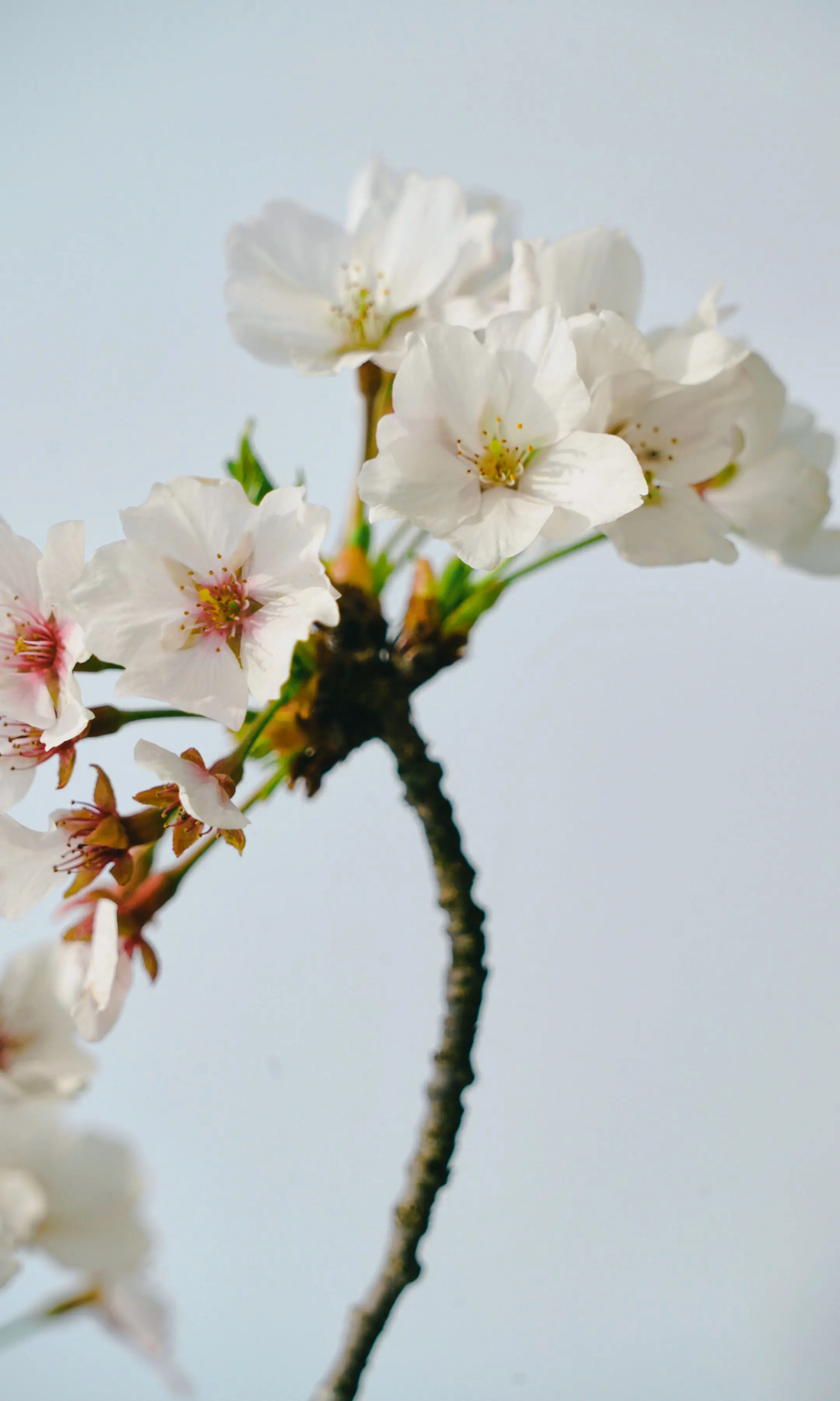 是桃花吧