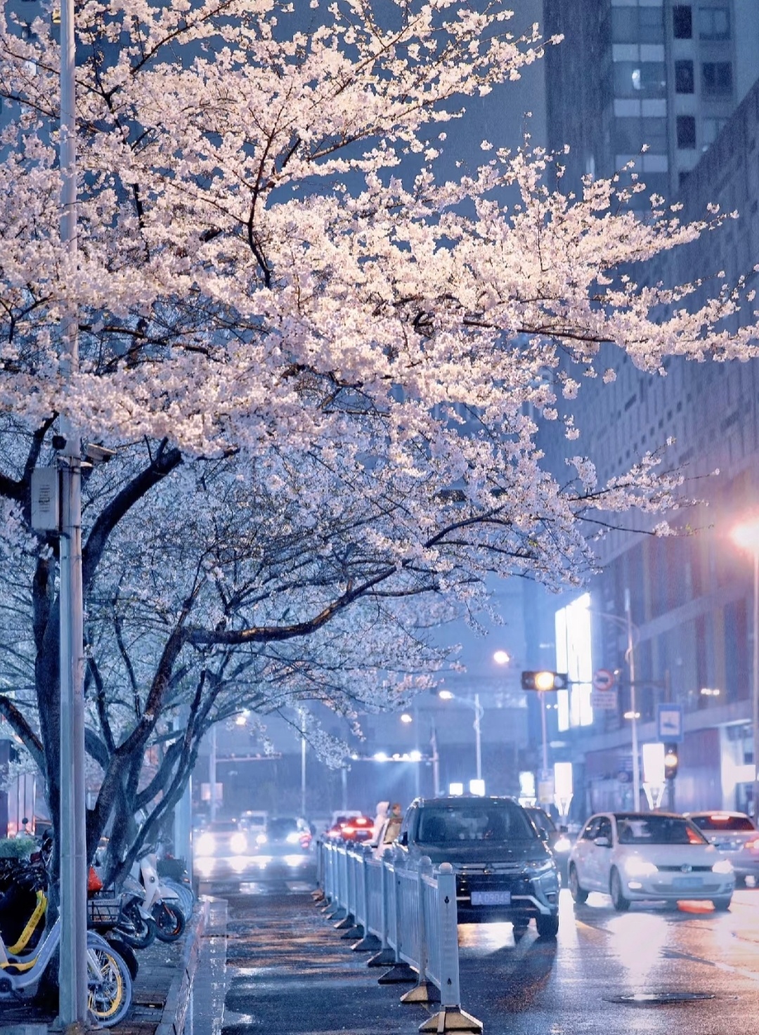 “  春风夜雨沐花妍 ...  ”丨摄：王先生 