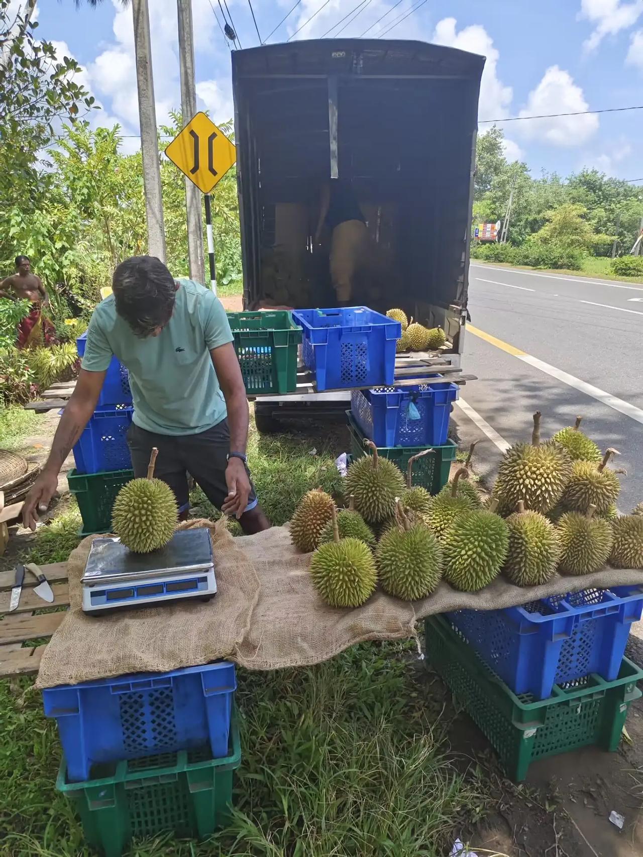 斯里兰卡的榴莲、椰子、牛油果这些不要太便宜，和白送差不多！

今天带老婆去黑卡杜