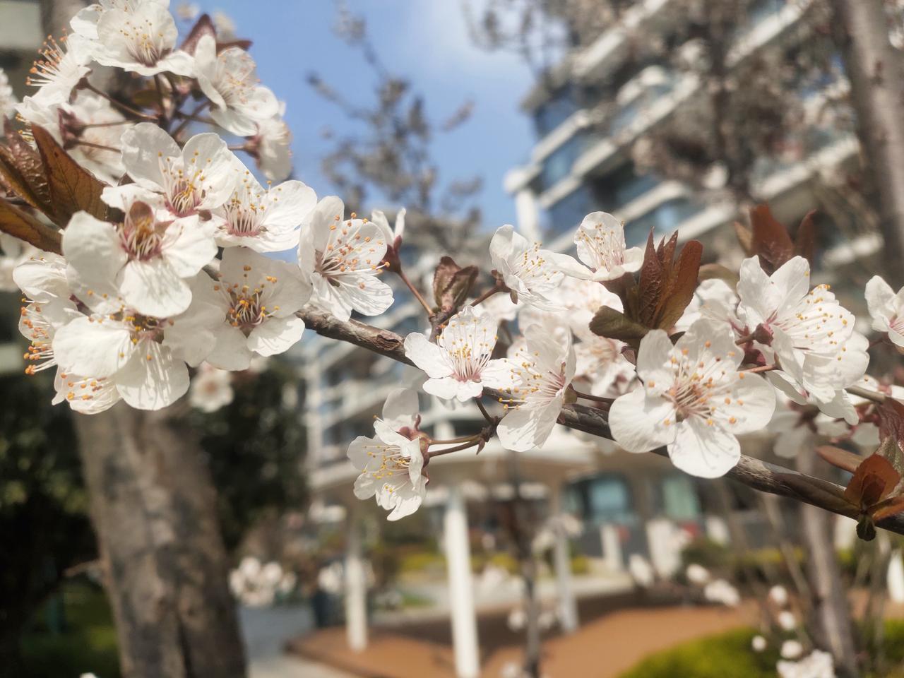 春风拂面花满枝，在这个季节里，花开得格外灿烂，散发着淡淡的清香，每一朵花，都是春