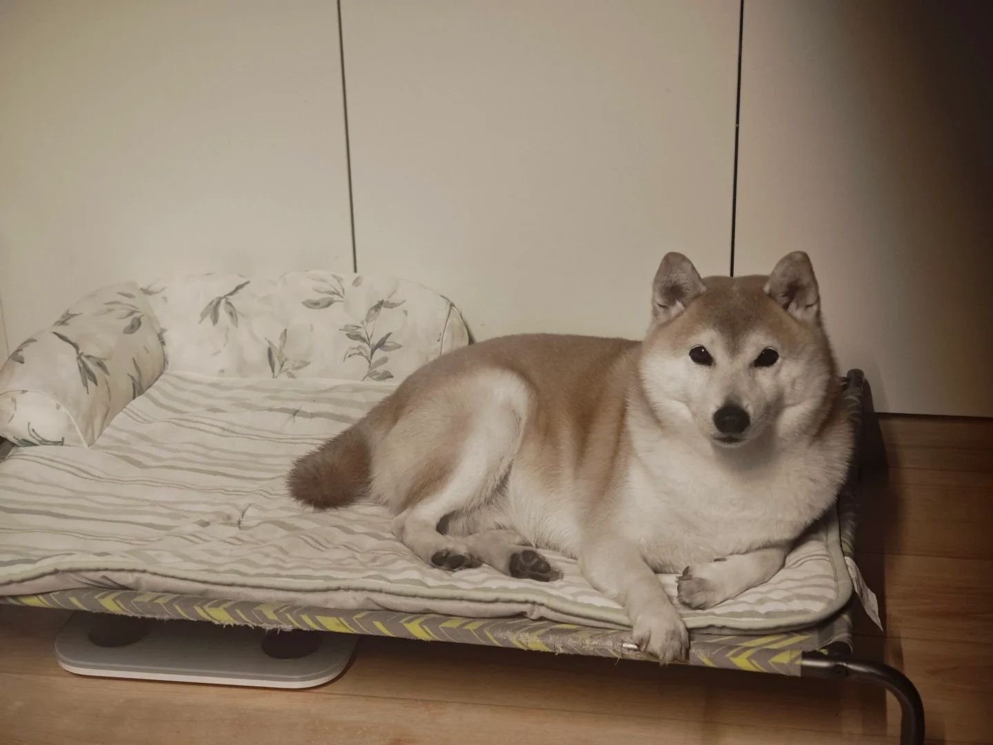 小狐狸要睡觉了