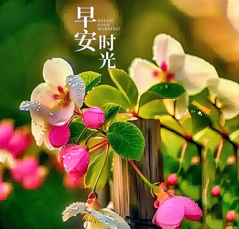 周二晨光至，安康伴朝夕；愿君多喜乐，岁岁皆安宁。
早安美丽图片分享 
每日晒出最