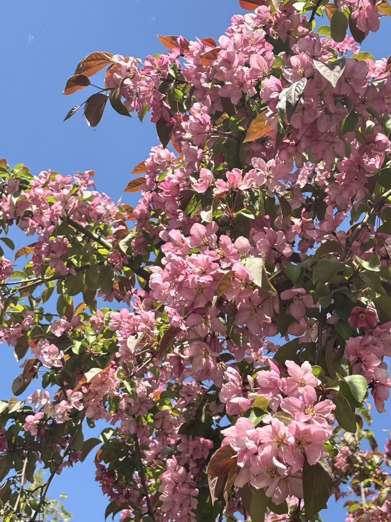记录今日小确幸 今天去公园溜达，一进园就被那片花海迷得晕头转向。五颜六色的花肆意