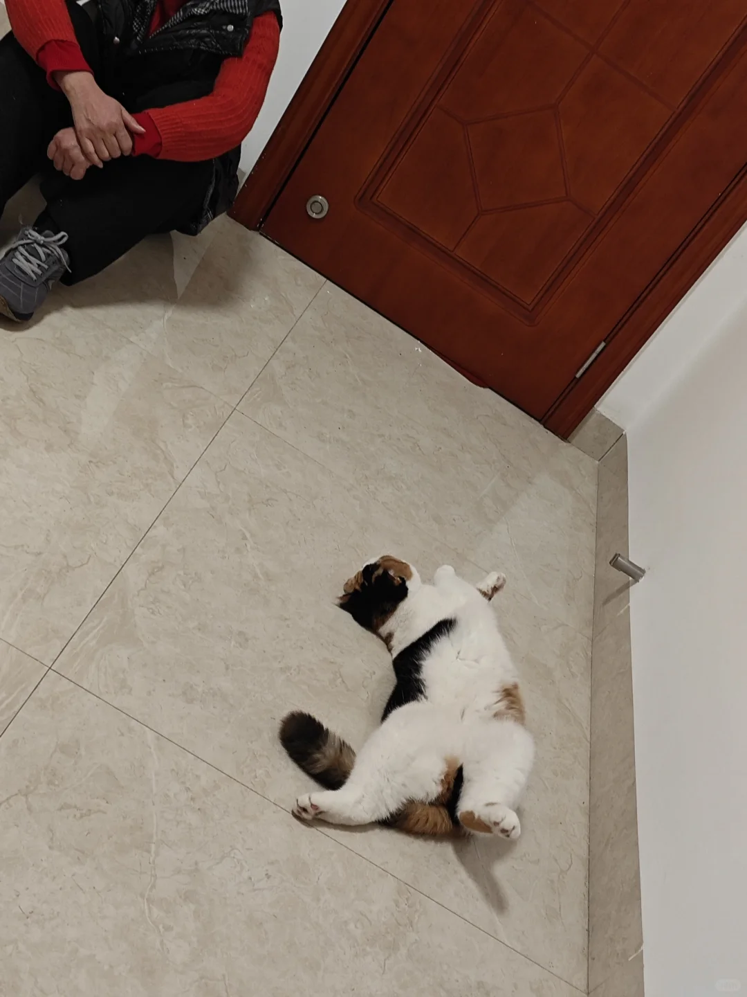 小猫撒娇，我妈问她身上是不是有跳蚤
