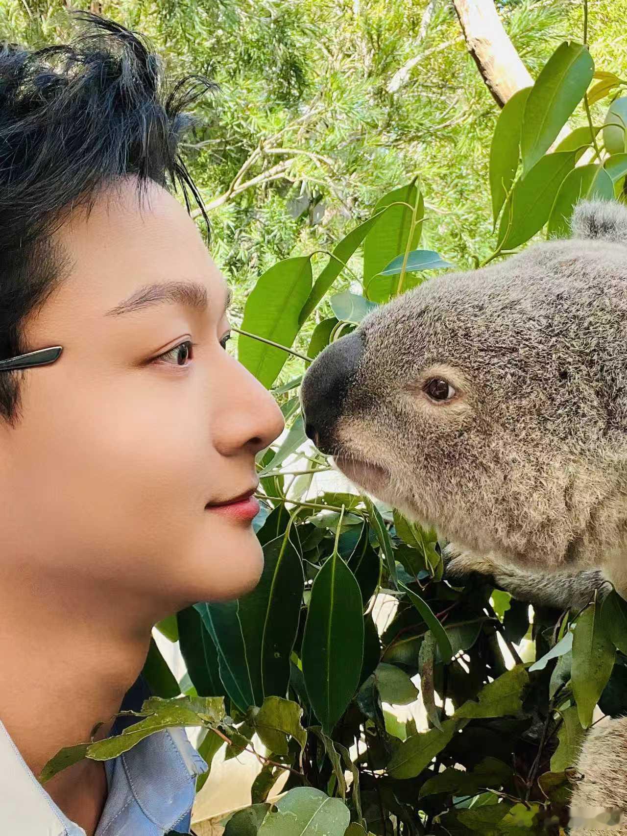 张晚意周三见一下张晚意和考拉贴贴张晚意：周三见一下，有没有很OK🐨👌🏽 和