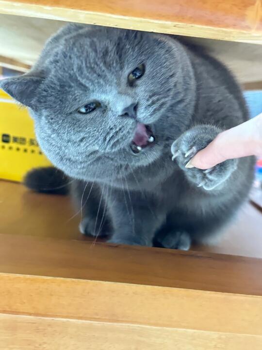 邪恶小蓝猫‼️