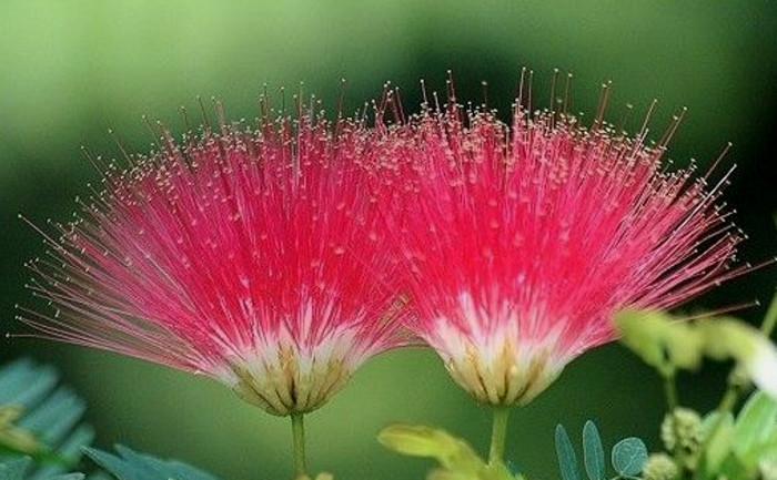 在绒花飘香的春天，能看到翩翩起舞的一对蝴蝶，在合欢树下缠绵，就像我俩当年的场景一