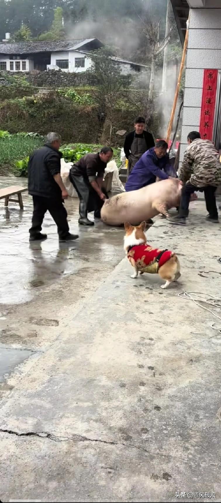 柯基犬正在门口玩耍，突然瞧见几个男人正强行拖着一头猪，看样子是要去宰杀。那猪的凄