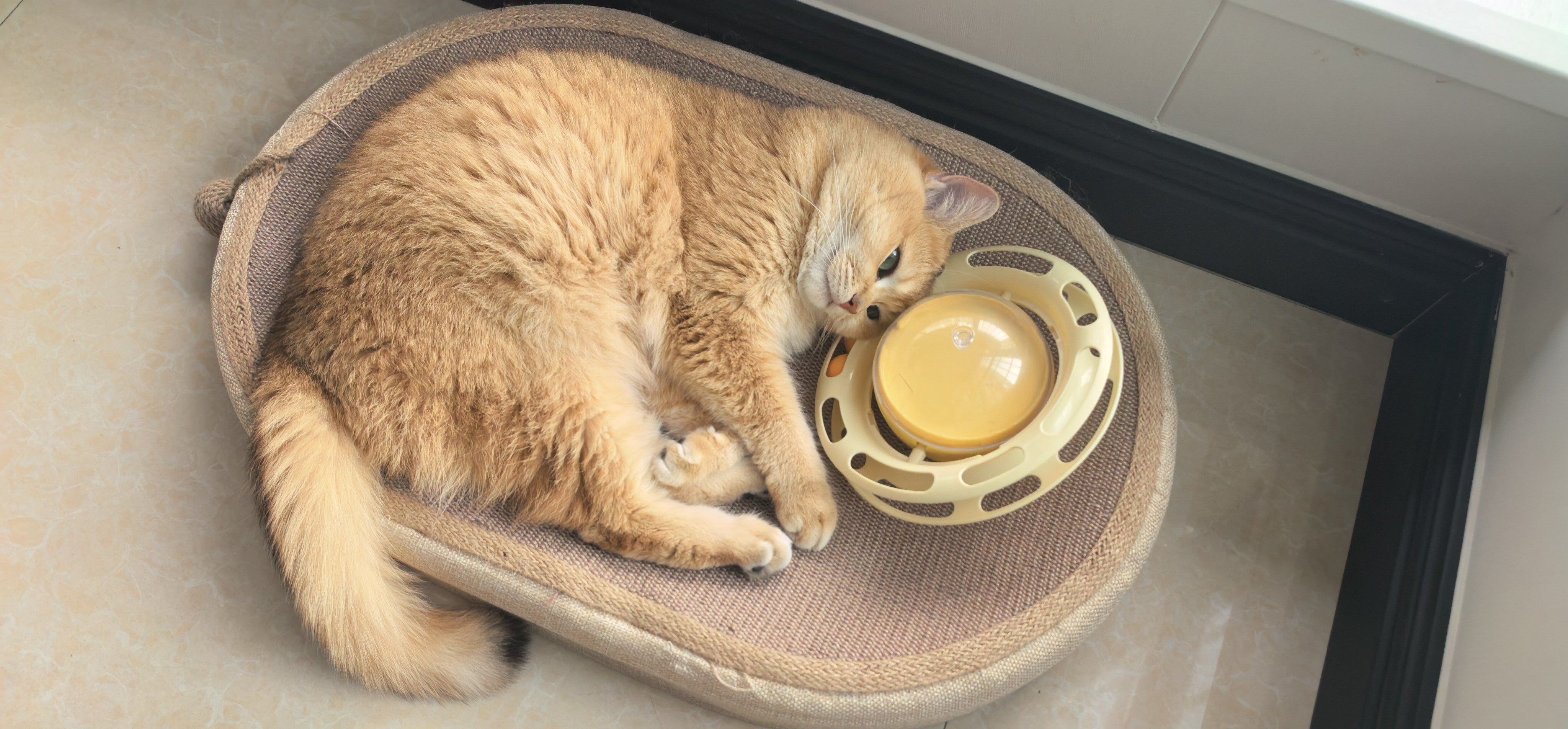 猫猫咪的日常猫咪日常猫咪日常记录天气太热了不要打扰我让我舒舒服服   睡个安稳觉