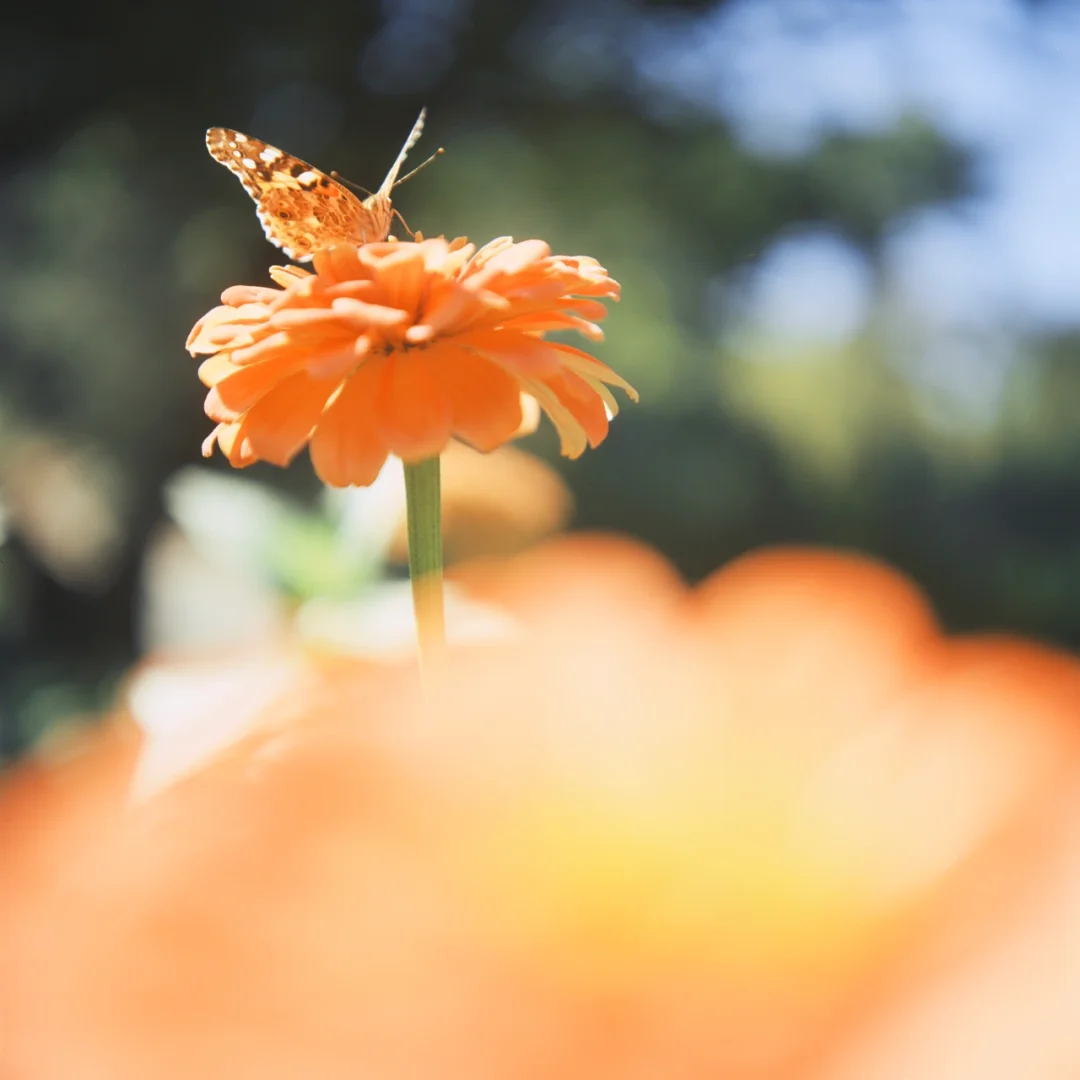 春的讯息🌼