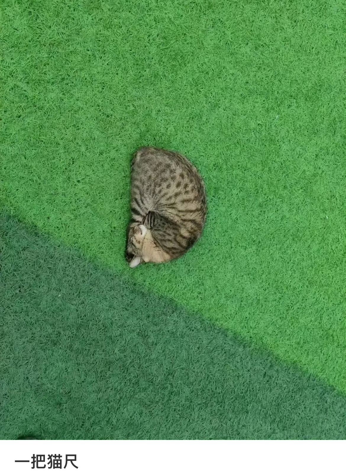 连刻度都画好的量角猫 