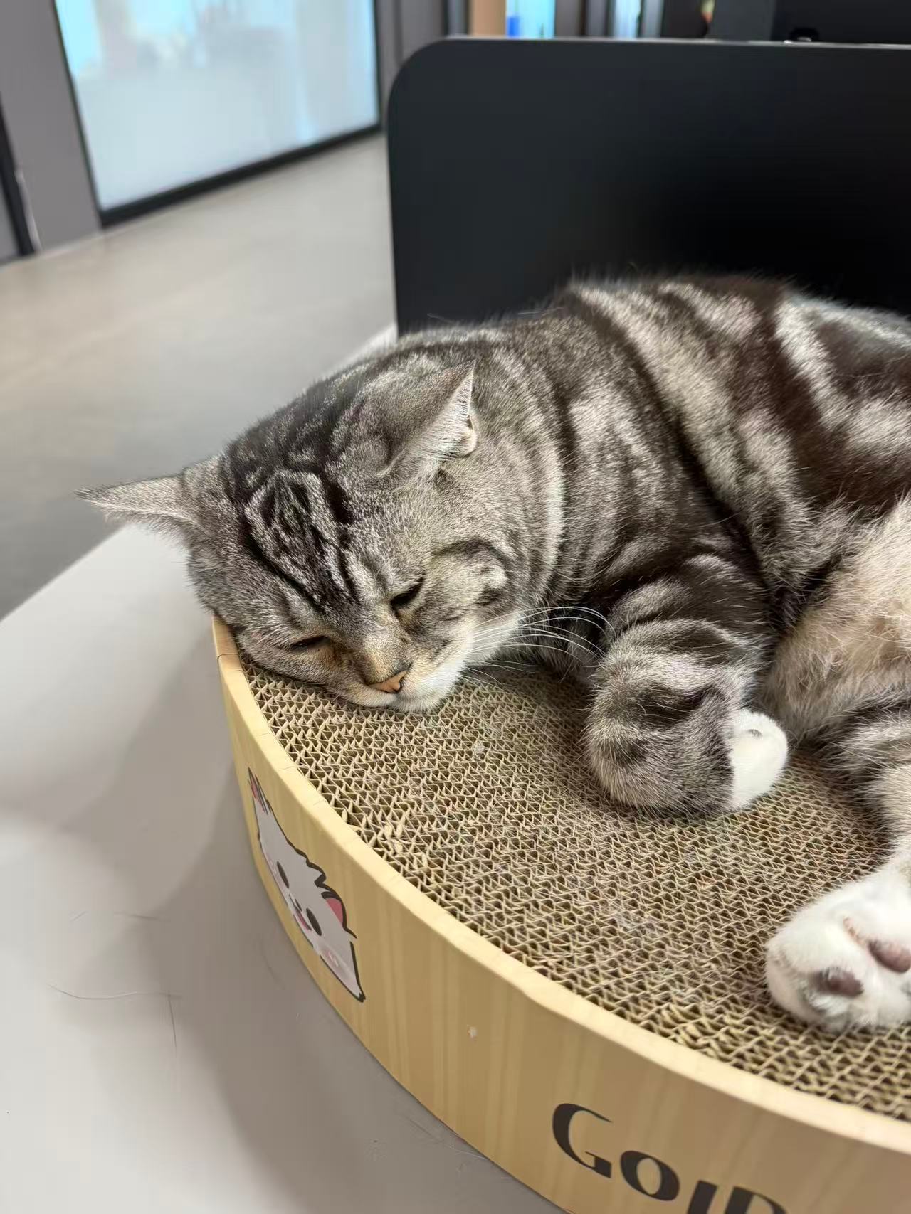 咋这么萌