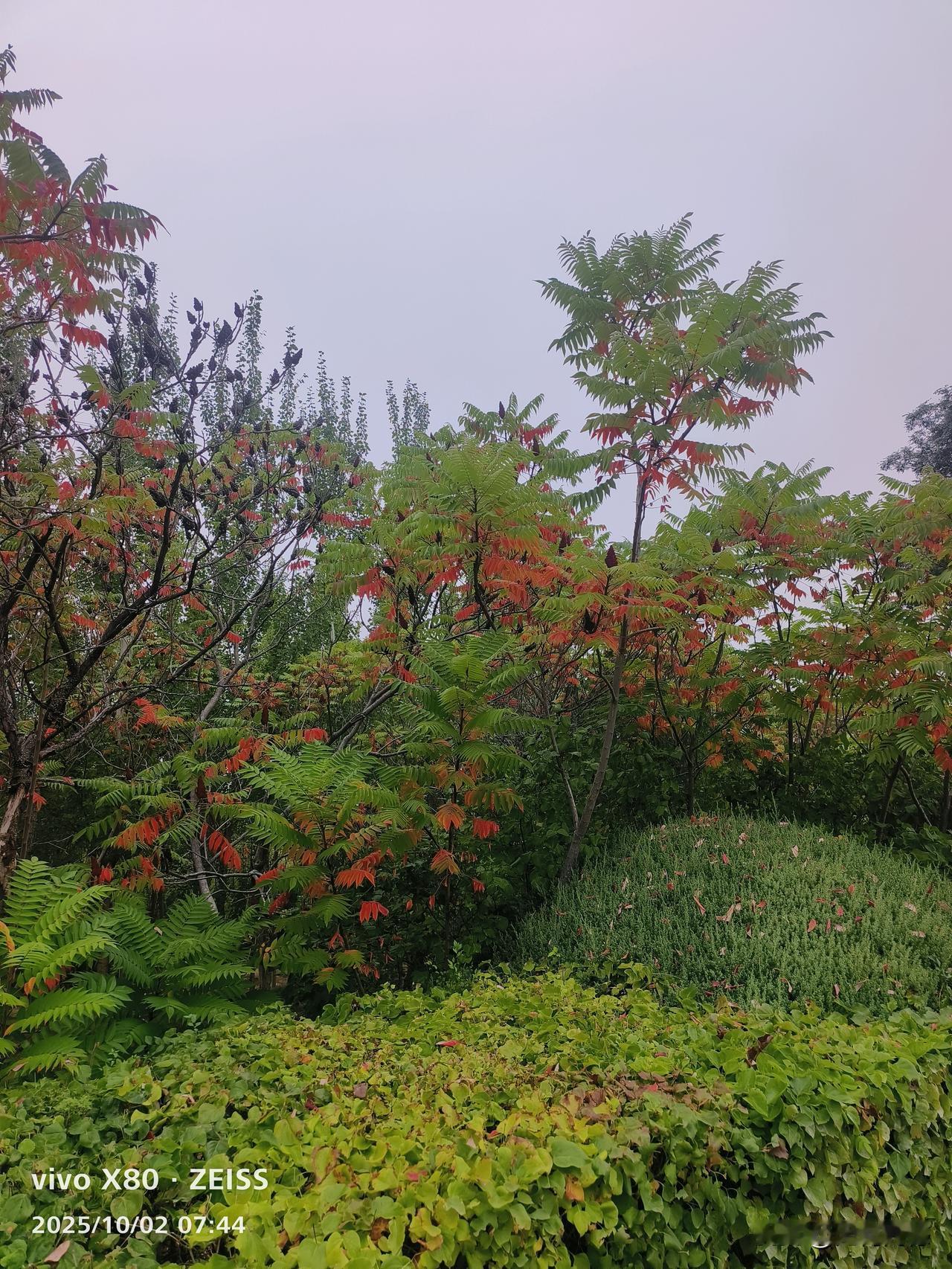 我们这里的红叶开始红了，每天早晨，我都会带着我们家的毛孩子，到我们这里的山上去看