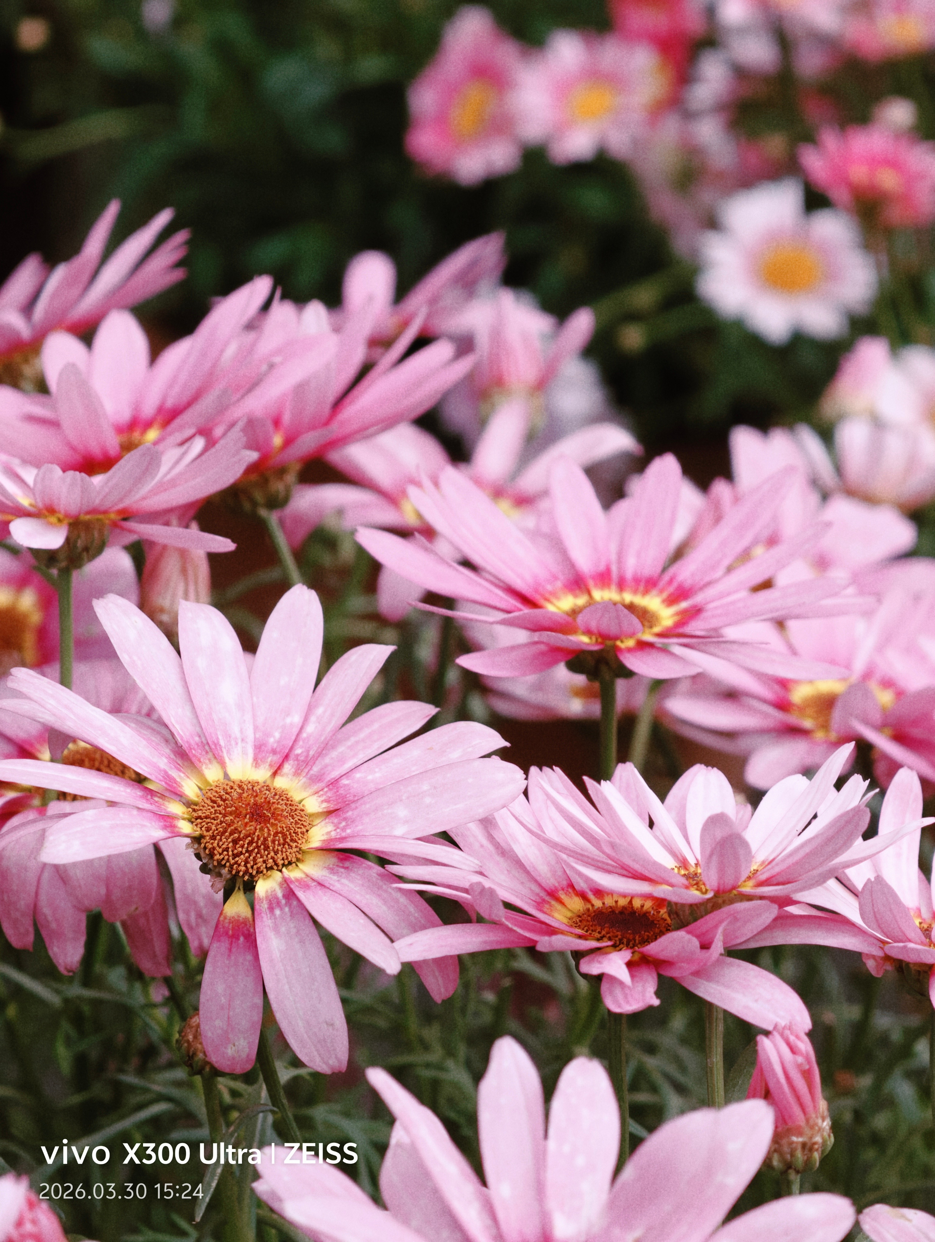 vivo X300 Ultra专业V单 随手拍 