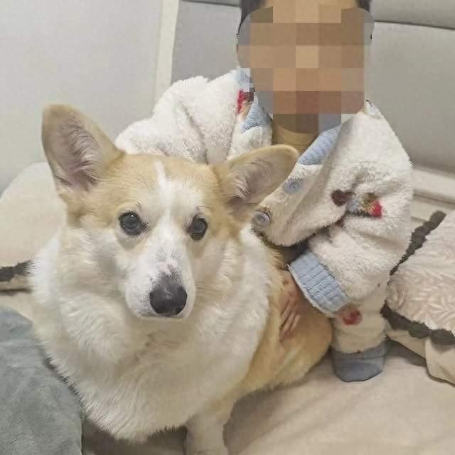 热点观点畅聊会把遛狗看得比自己的孩子命都重要，这绝对是一种病态行为，孩子的父亲应