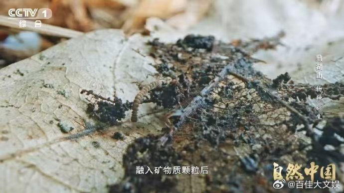 土壤的土腥味从何而来 广东鼎湖山的黄壤，藏着大自然的秘密，那股土腥味便是其中之一