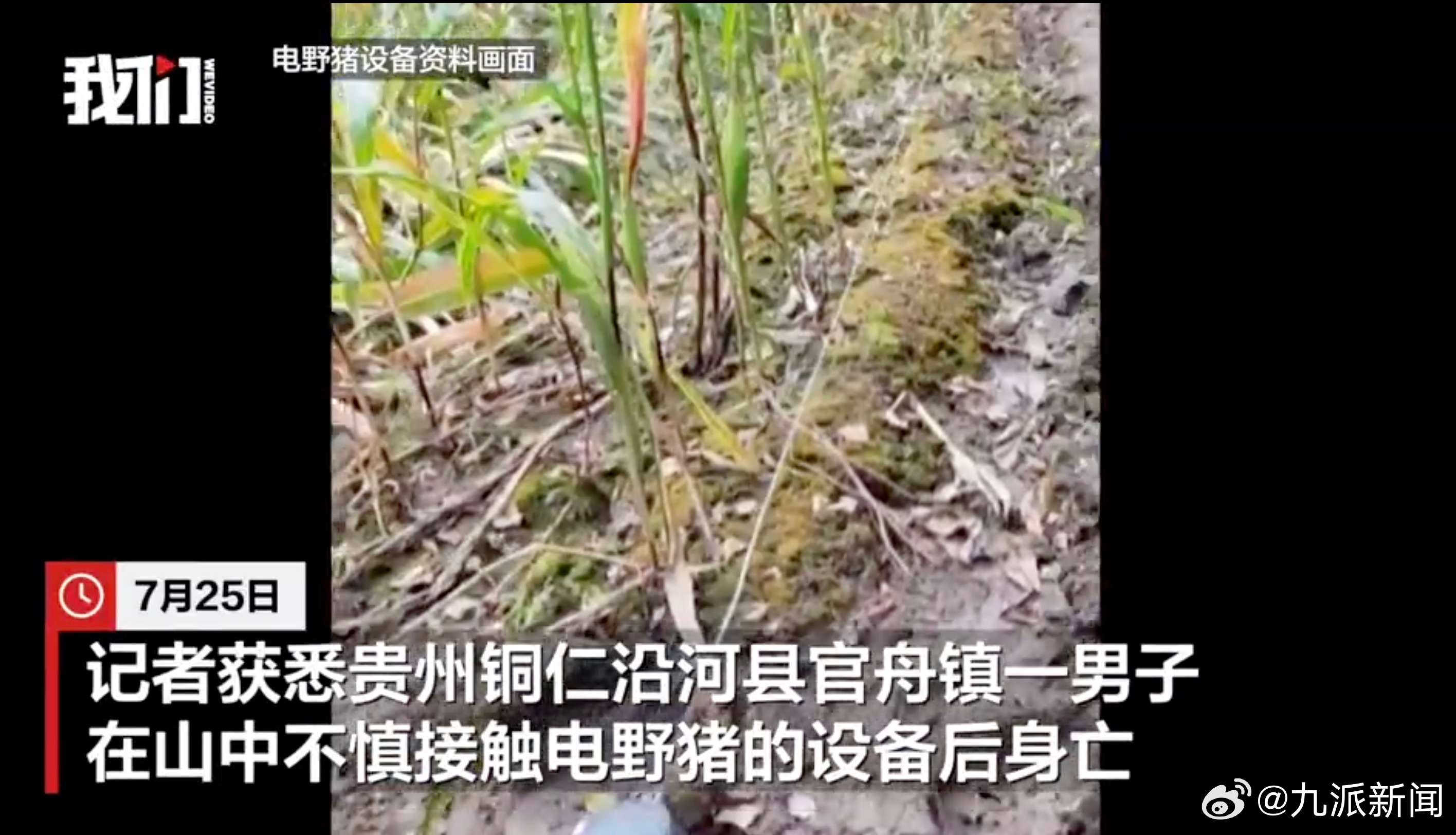#男子误触电野猪设备后身亡#【#男子误触杀野猪设备身亡亲属发声#：途经玉米地被电