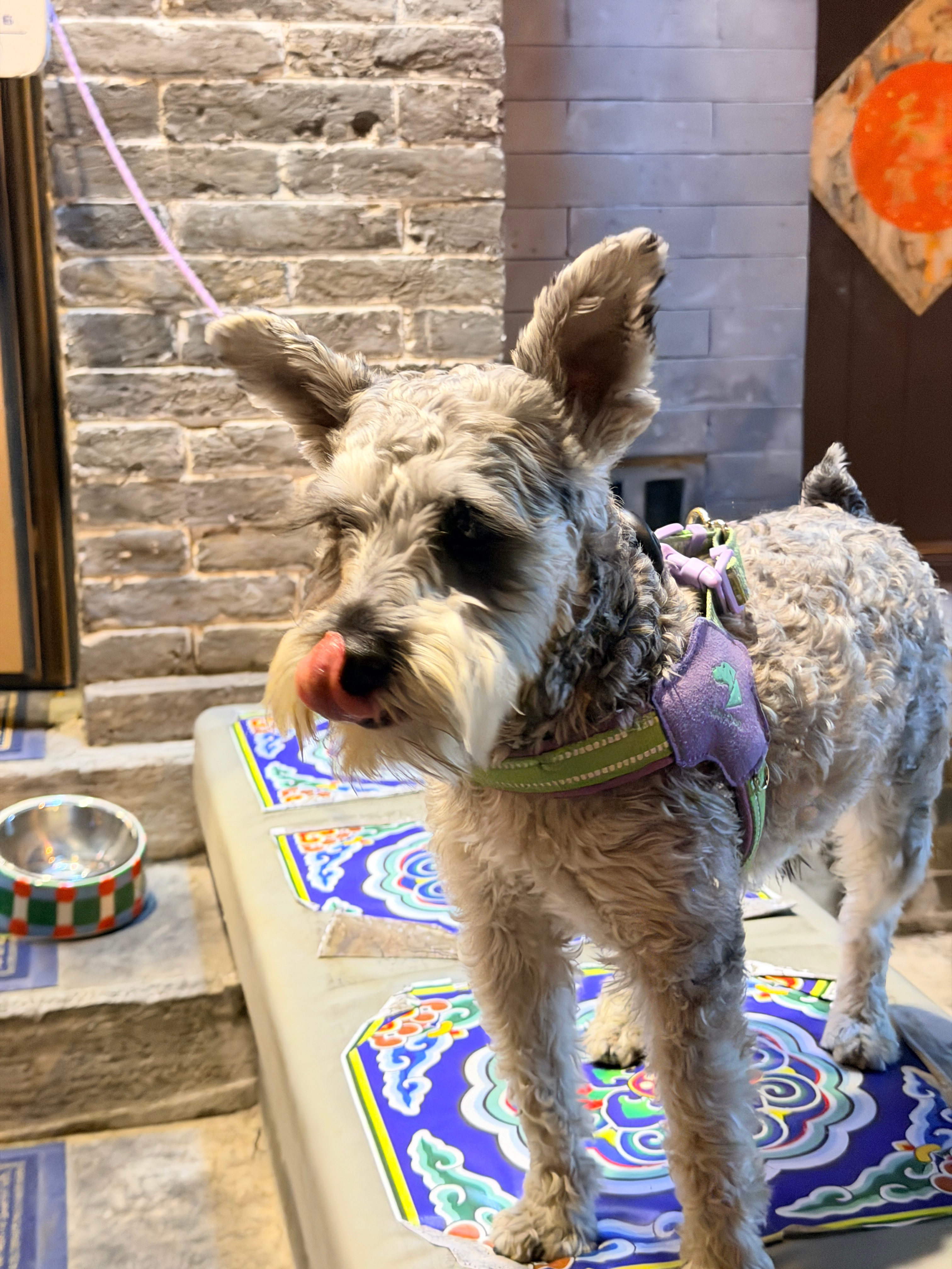 One Night in Beijing✨雍和宫的发财树保佑我发大财菡菡子的日常