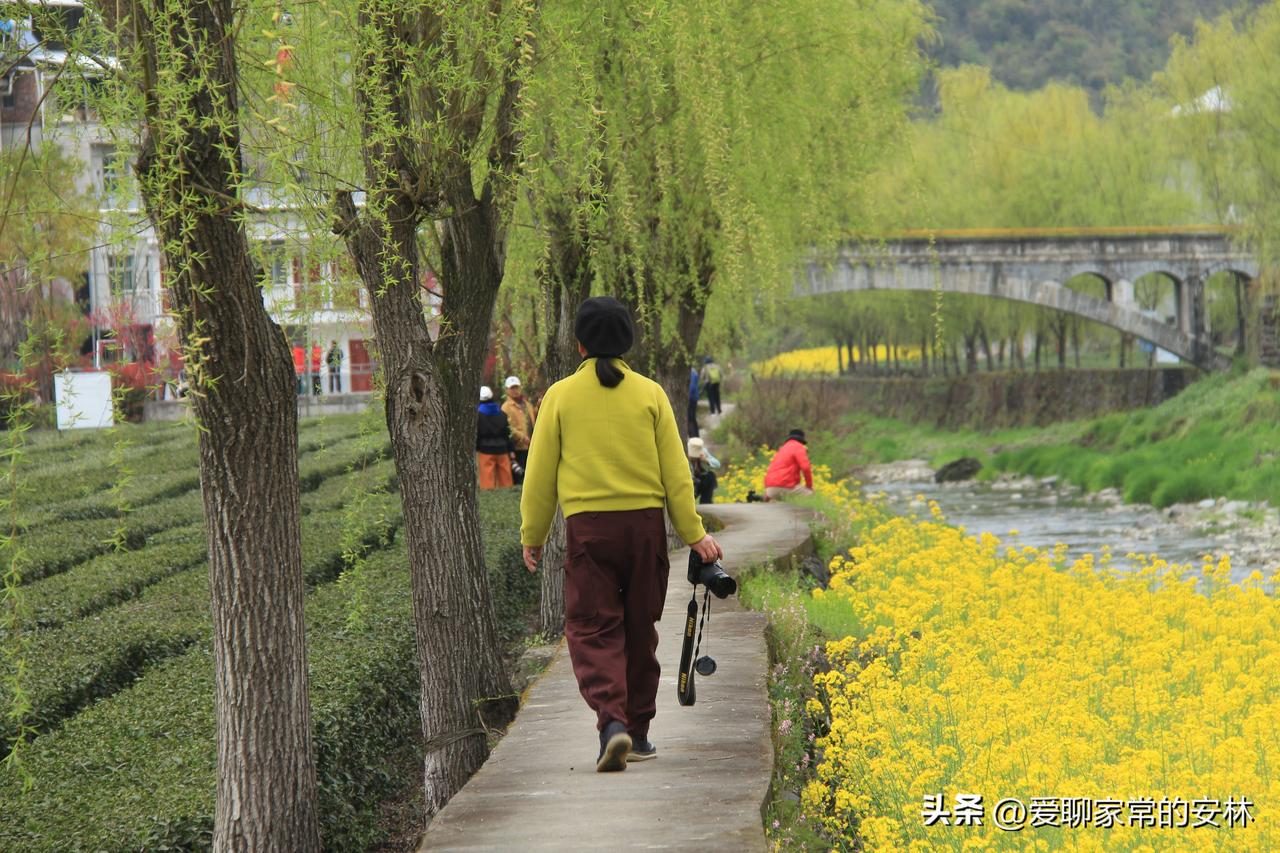杨柳依依春景美，茶园新芽涌浪潮。春天去秦巴山间，去安康的茶园，可以感受那种蓬勃的