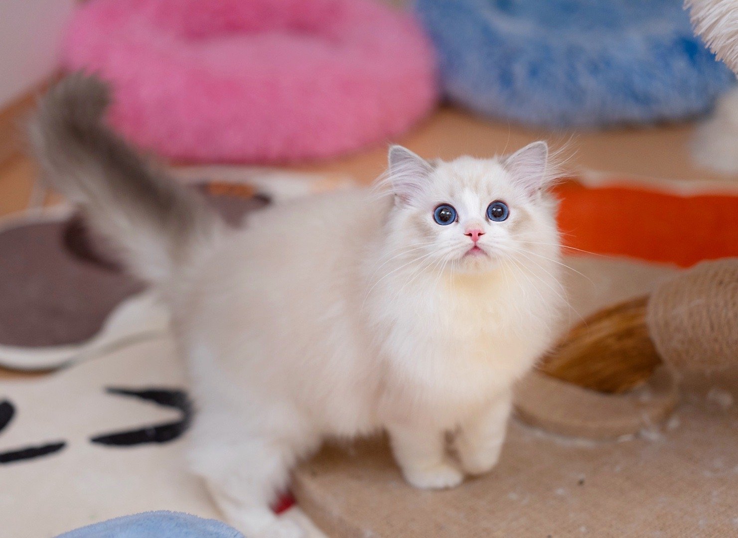 现猫：方糕，蓝山猫双色弟弟，赛级，下个月中旬新家奶糕，海豹山猫双色妹妹，宠物级别