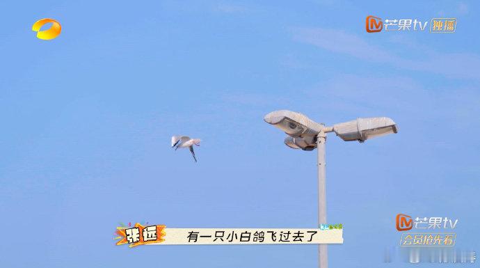 张远中国bird遇迪拜鸟  张远在迪拜的欢乐时刻！刚落地就被码头上的鸟儿们吸引，