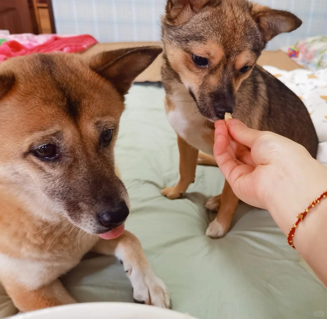 火锅大美女今天胃口不错