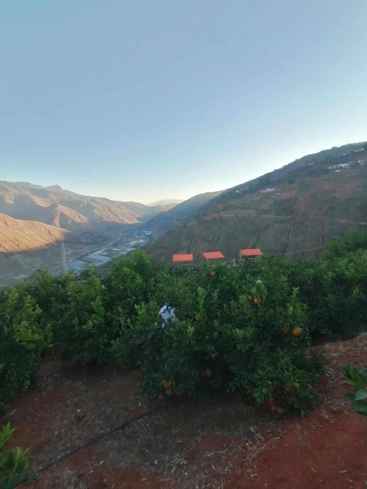 丰收的季节硕果累累 原生态水果 口感特别好 想吃的来吧