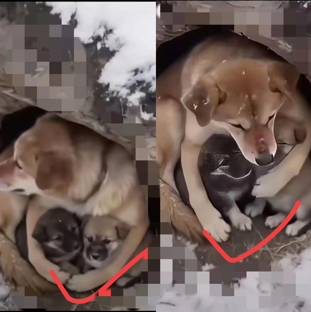 谁懂啊！

        山里挖笋偶遇的一幕，直接戳中了心底最软的地方！
  