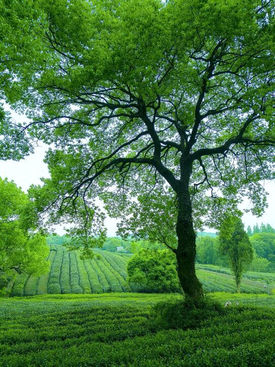 杭州上春山！比龙井村还美的西湖茶园秘境！