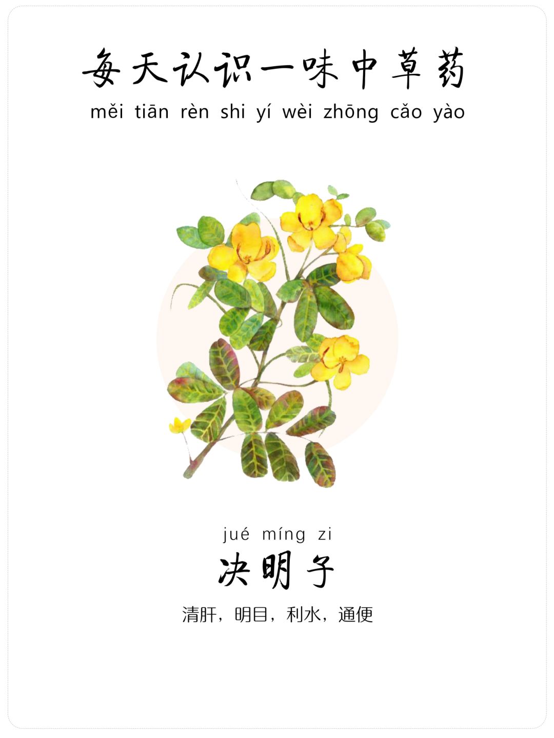 每天认识一味中草药-决明子☘️-清肝明目