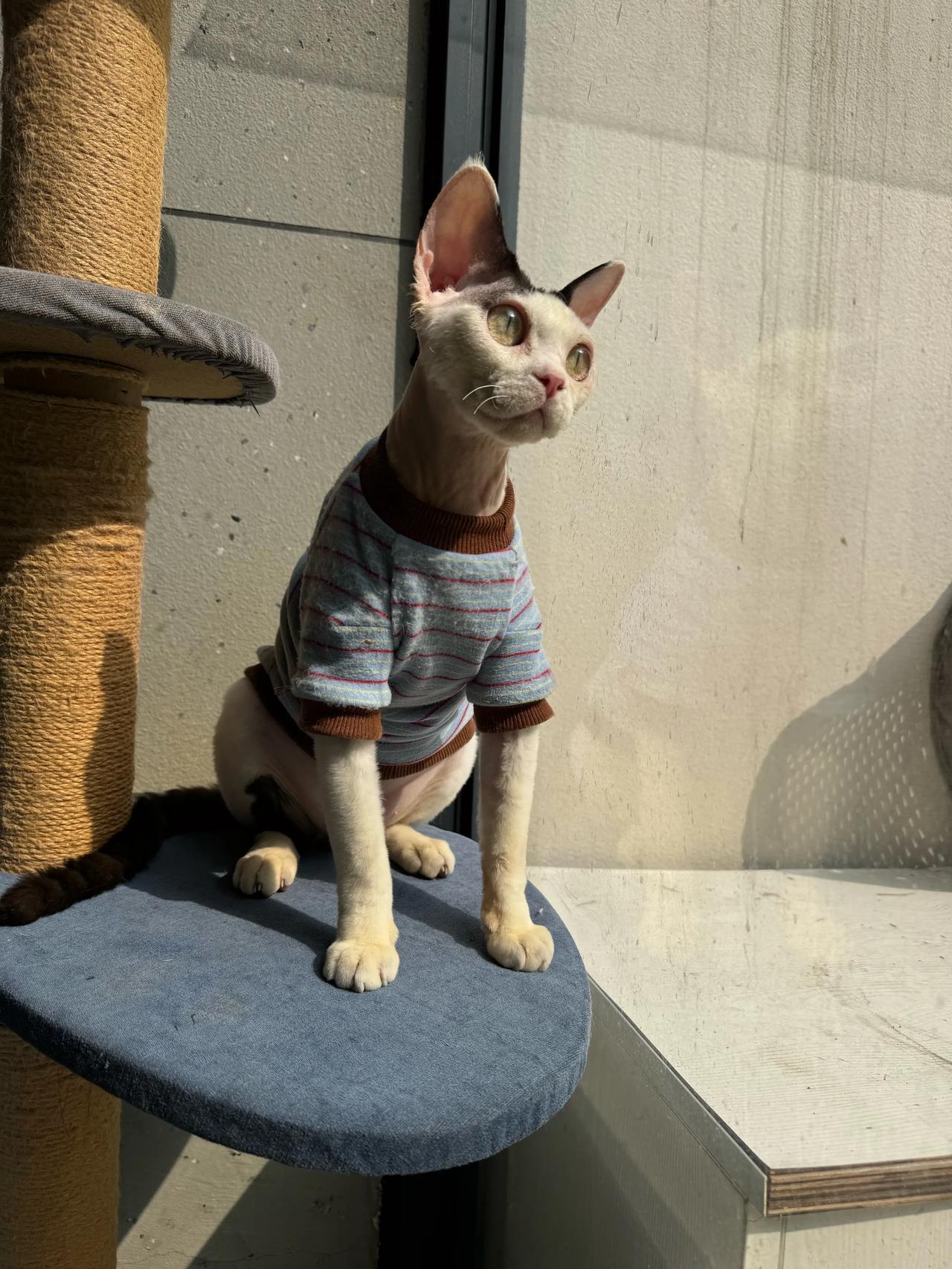 高科技绿色环保德文猫，充电只需三秒！
#萌宠# #猫咪#