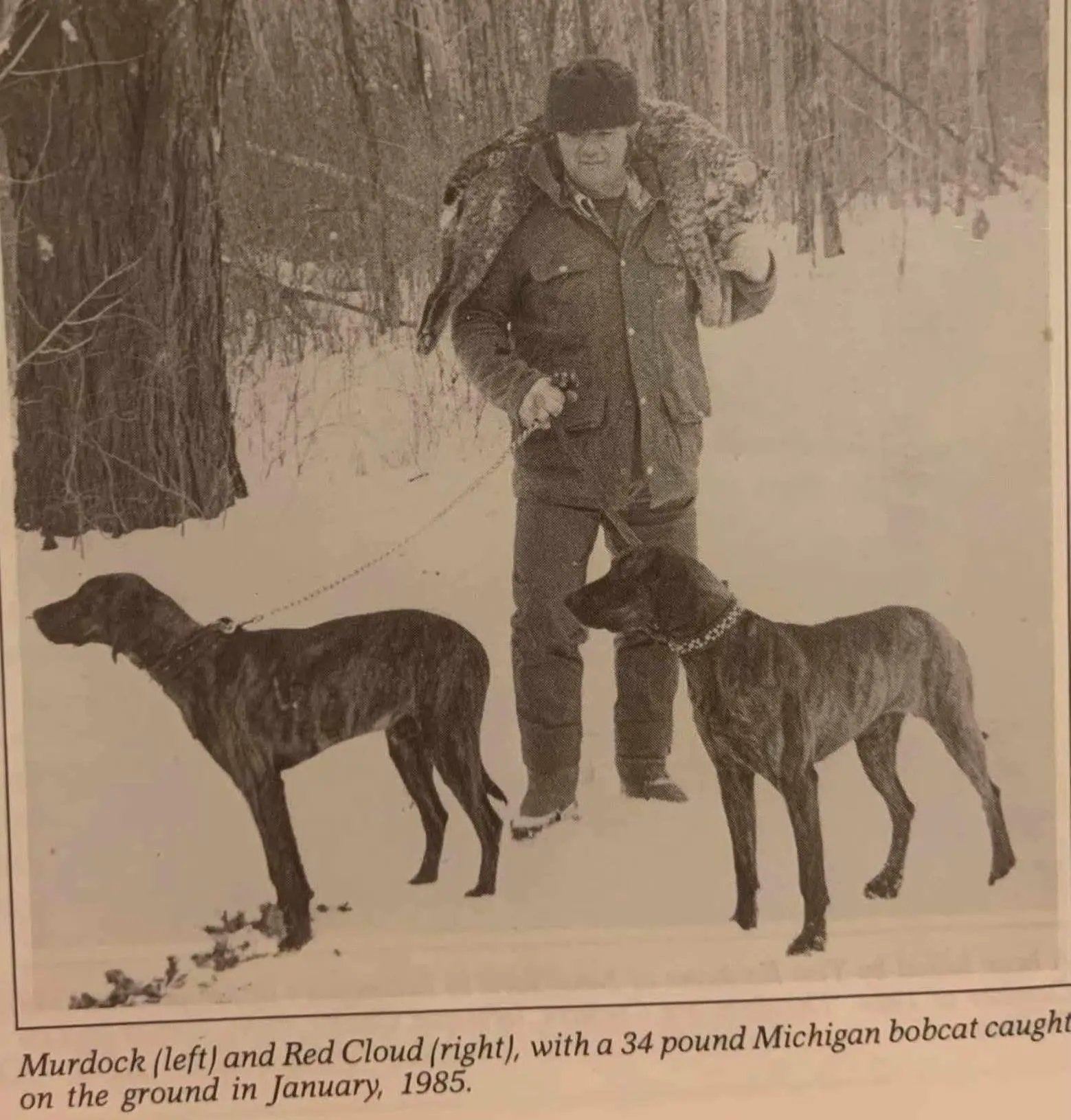 80年代普罗特猎犬，狩猎山猫
