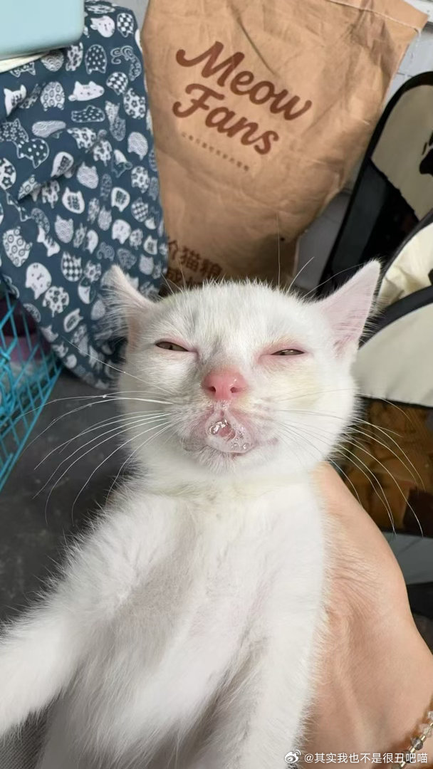 50094【丑猫】这个不是虐猫，这个是她滴滴鼻液然后涌出来了呀，然后其实这个很可