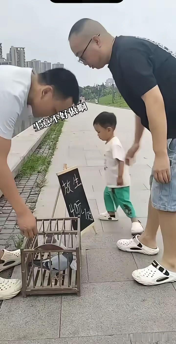 有没有可能，这两只鸽子是老演员了？