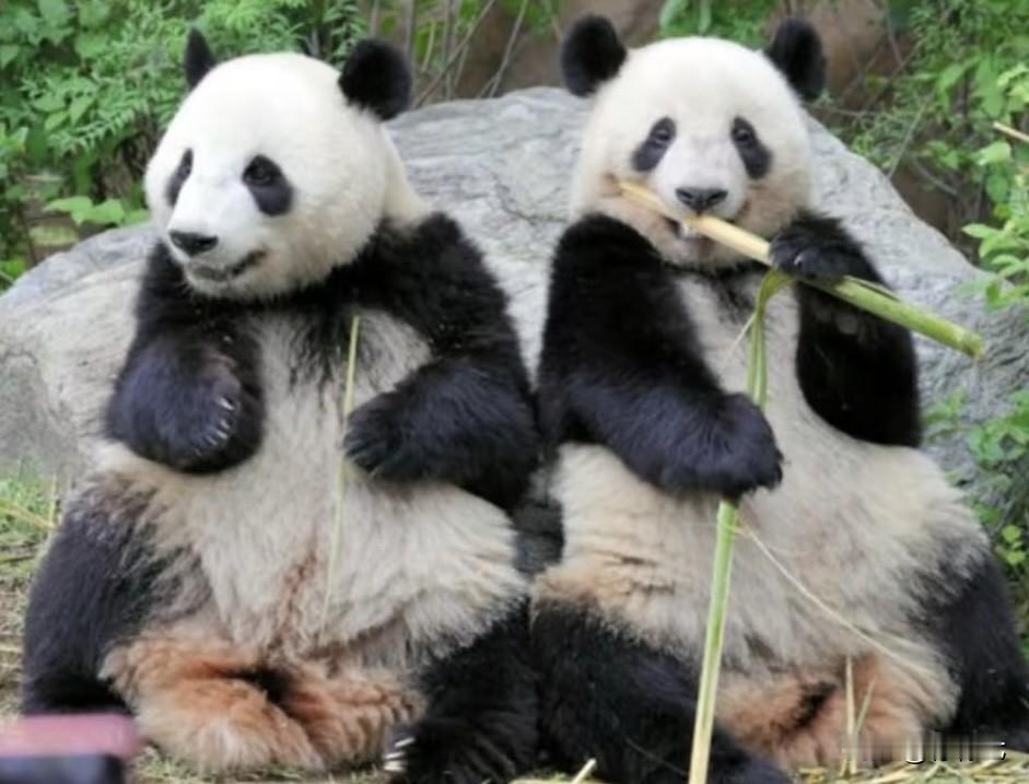 1972→2026🔥2只大熊猫在日本“最后1天上班”
今日日本东京上野动物园门